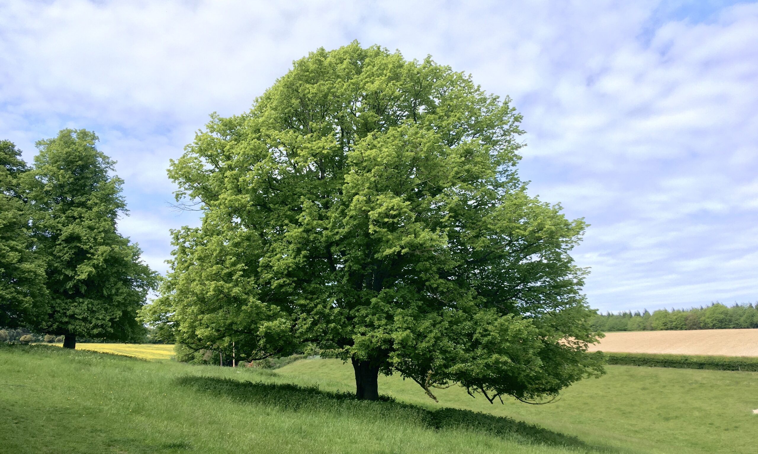 The Mortimer Family Tree